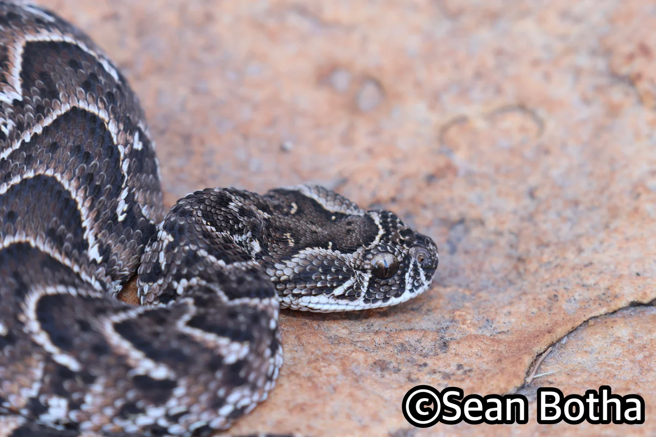 Bitis arietans arietans. From Magliesburg, Gauteng. Sean Botha.