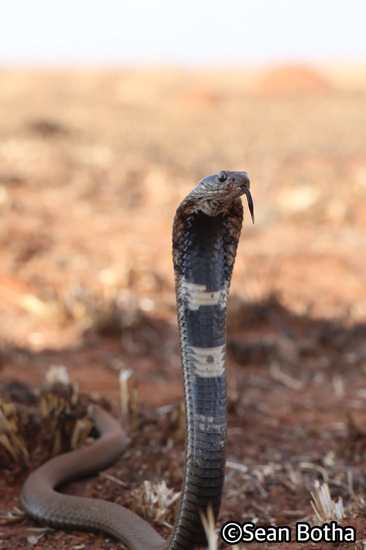 Hemachatus haemachatus. From Westonaria, Gauteng. Sean Botha.