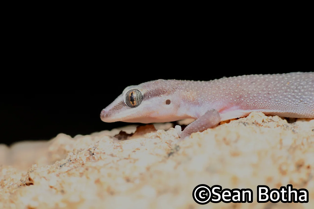 Pachydactylus atorquatus. From Augrabies Falls National Park, Northern Cape. Sean Botha.