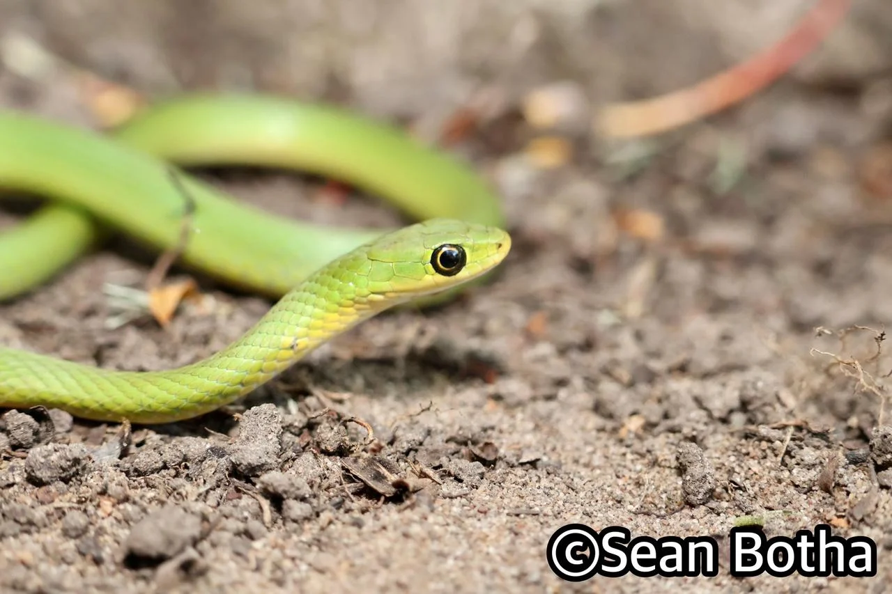 Philothamnus hoplogaster. From St. Lucia, Kwa-Zulu Natal. Sean Botha.
