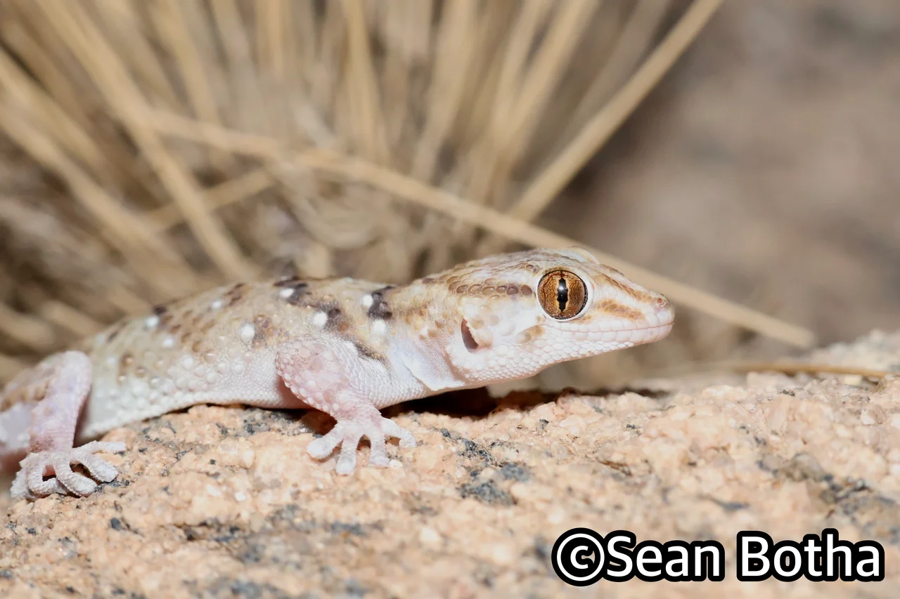 Chondrodactylus laevigatus. From Augrabies Falls National Park, Northern Cape. Sean Botha.