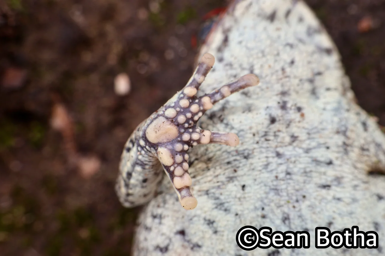 Schismaderma carens. From Faerie Glen, Gauteng. Sean Botha.
