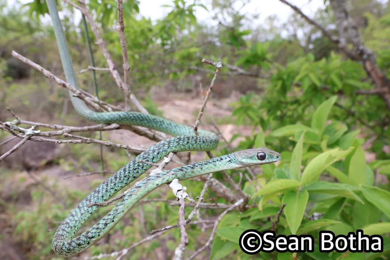 Philothamnus semivariegatus. From near Mbombela, Mpumulanga. Sean Botha.