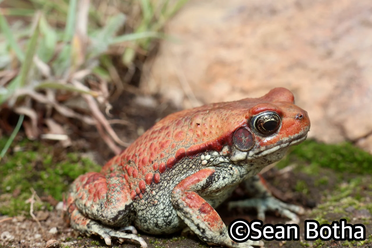 Schismaderma carens. From Faerie Glen, Gauteng. Sean Botha.