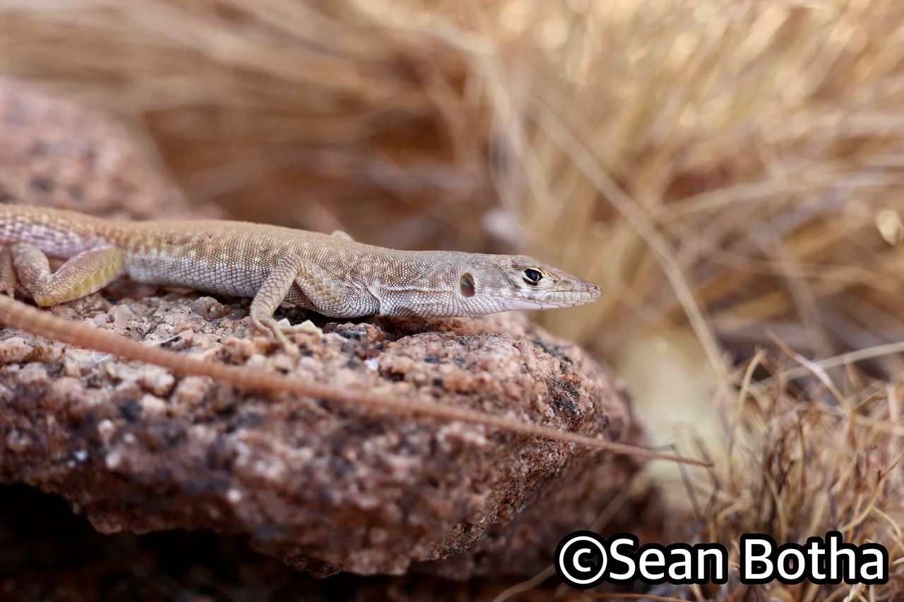 Pedioplanis inornata. From Augrabies Falls National Park, Northern Cape. Sean Botha.