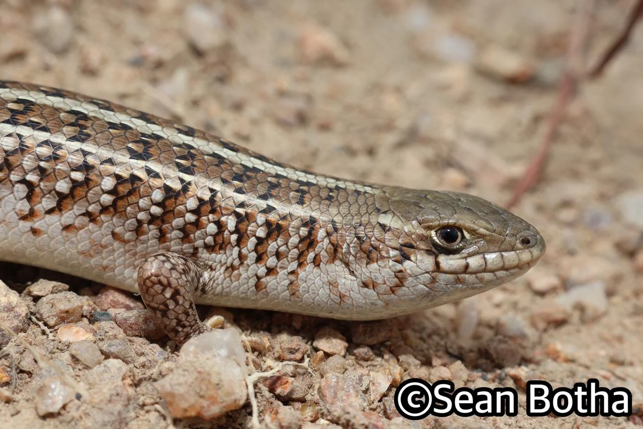 Trachylepis capensis. From Lanseria, Gauteng. Sean Botha.
