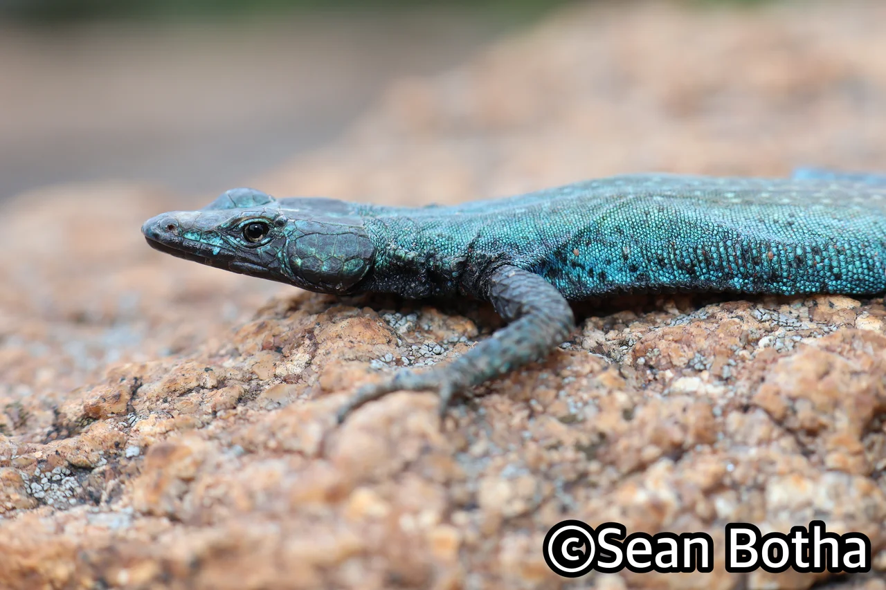 Platysaurus intermedius wihelmi. From Mbombela, Mpumulanga. Sean Botha.