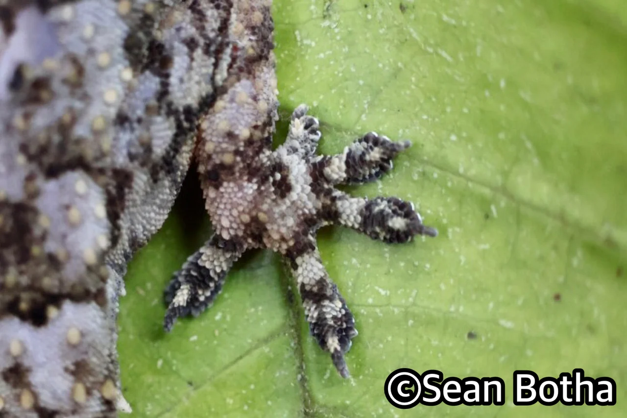 Hemidactylus mabouia sensu lato. From Pretoria, Gauteng. Sean Botha.