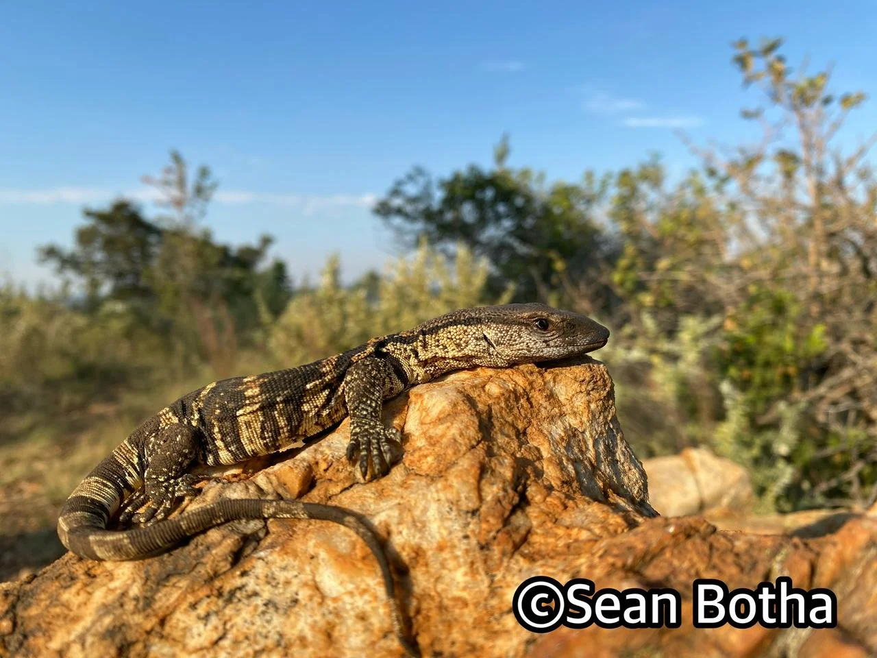 Varanus albigularis albigularis. From near Rustenburg, North-west. Sean Botha.