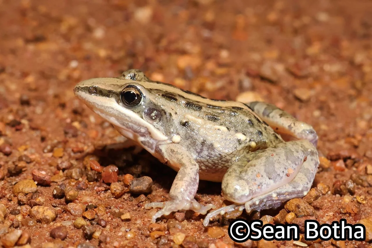 Ptychadena mossambica. From Dinokeng North, Gauteng. Sean Botha.