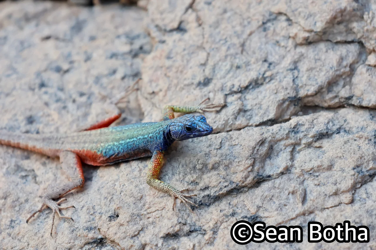 Platysaurus broadleyi. From Augrabies Falls National Park, Northern Cape. Sean Botha.