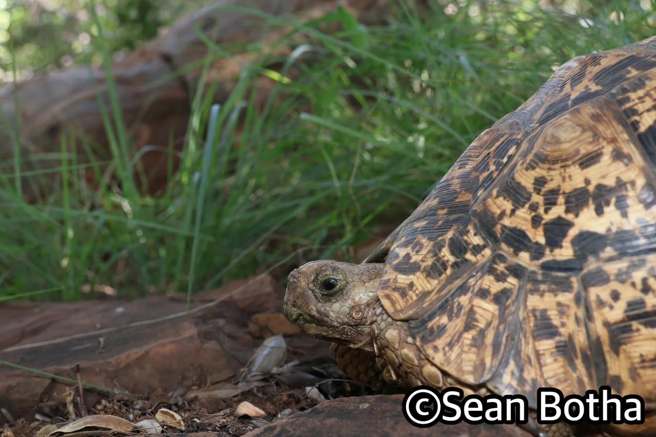 Stigmochelys pardalis. From Pretoria, Gauteng. Sean Botha.