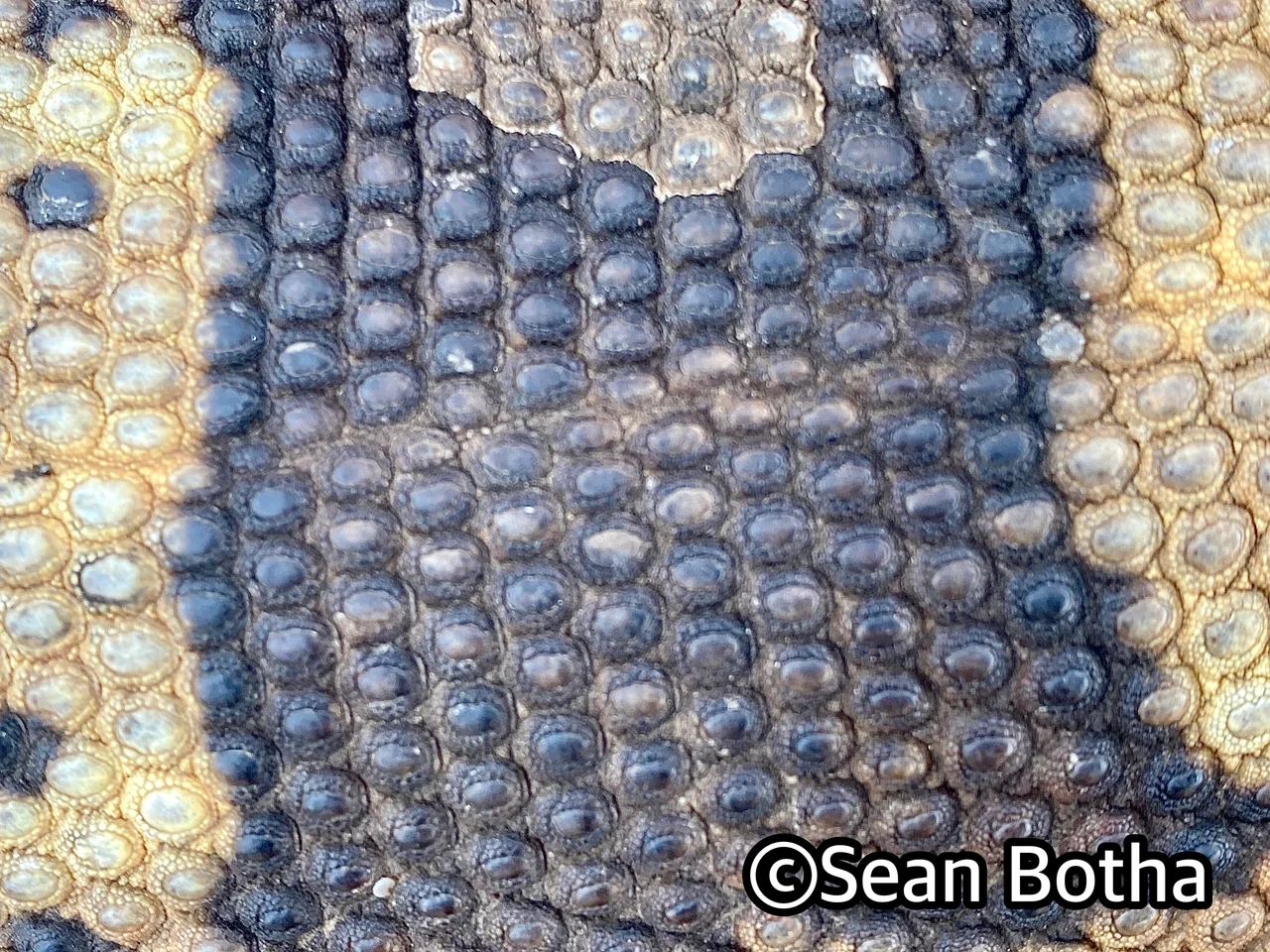 Varanus albigularis albigularis. From near Rustenburg, North-west. Sean Botha.