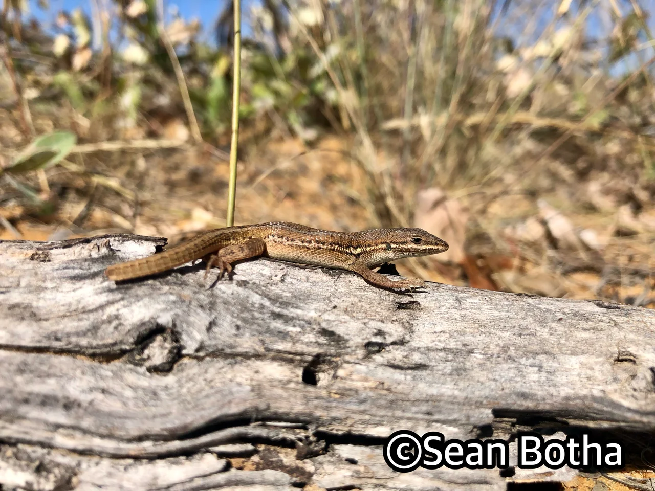 Ichnotropis capensis. From near Vaalwater, Limpopo. Sean Botha.