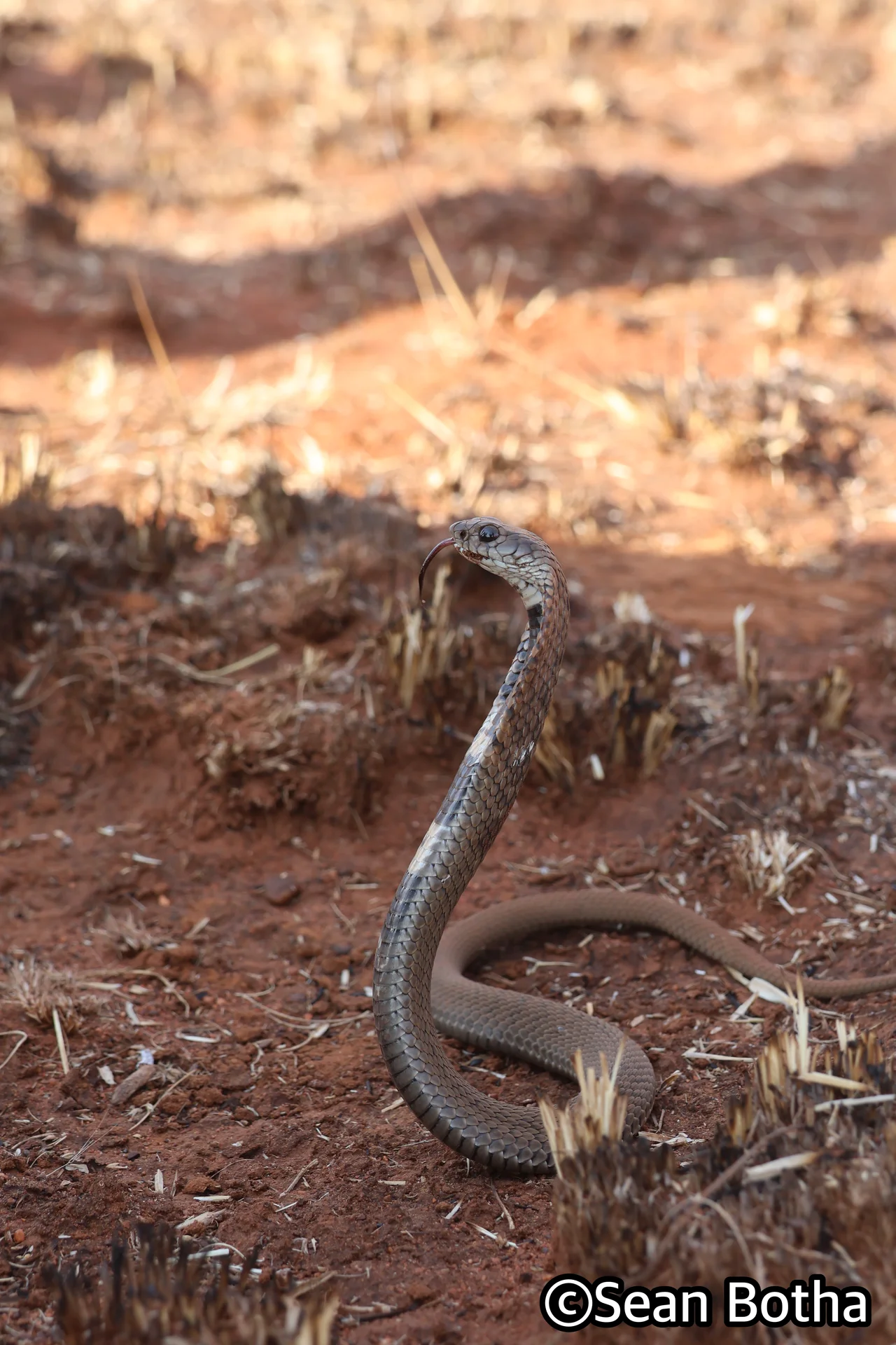 Hemachatus haemachatus. From Westonaria, Gauteng. Sean Botha.