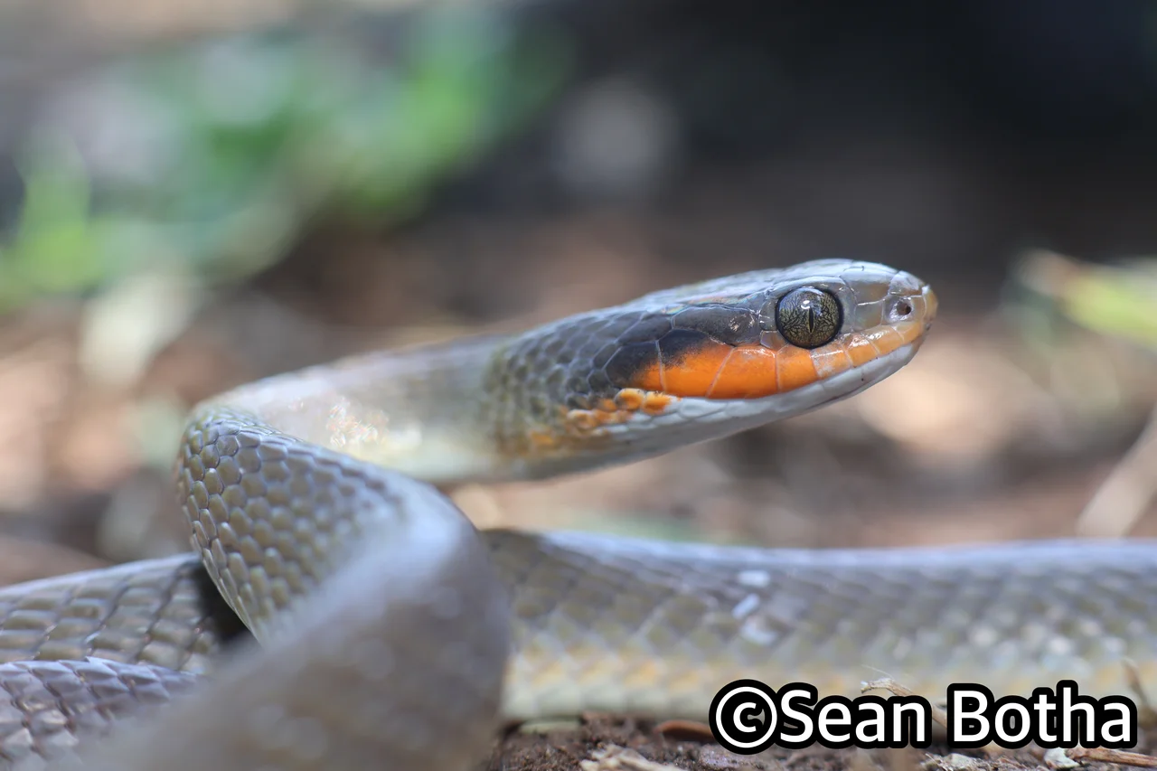 Crotaphopeltis hotamboeia. From Faerie Glen, Gauteng. Sean Botha.