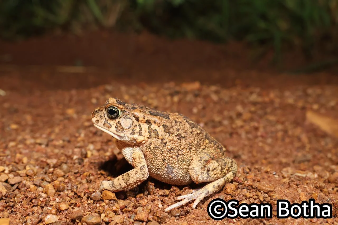 Sclerophrys gutturalis. From Dinokeng North, Gauteng. Sean Botha.