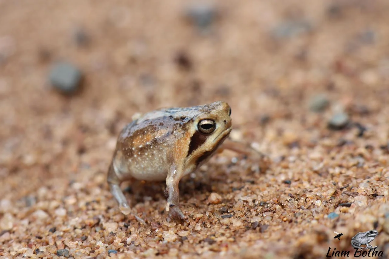 Breviceps mossambicus. From near Emangusi, Kwa-Zulu Natal. Liam Botha.