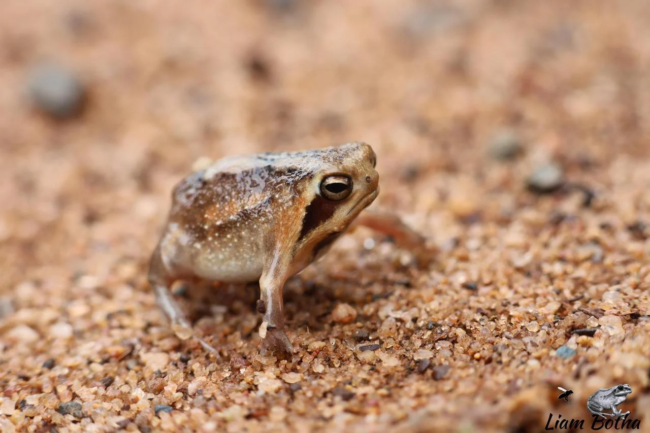 Breviceps mossambicus. From near Emangusi, Kwa-Zulu Natal. Liam Botha.