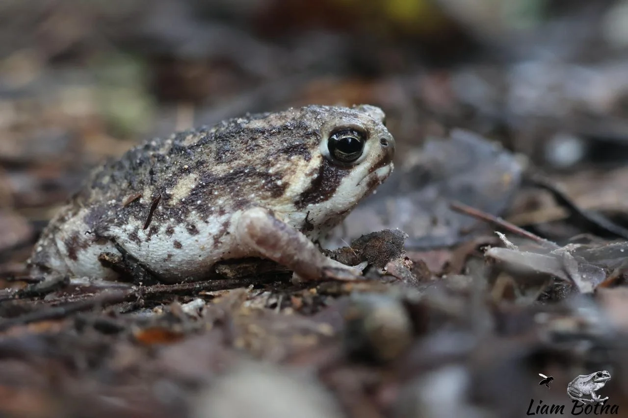Breviceps adspersus. From near Emangusi, Kwa-Zulu Natal. Liam Botha.