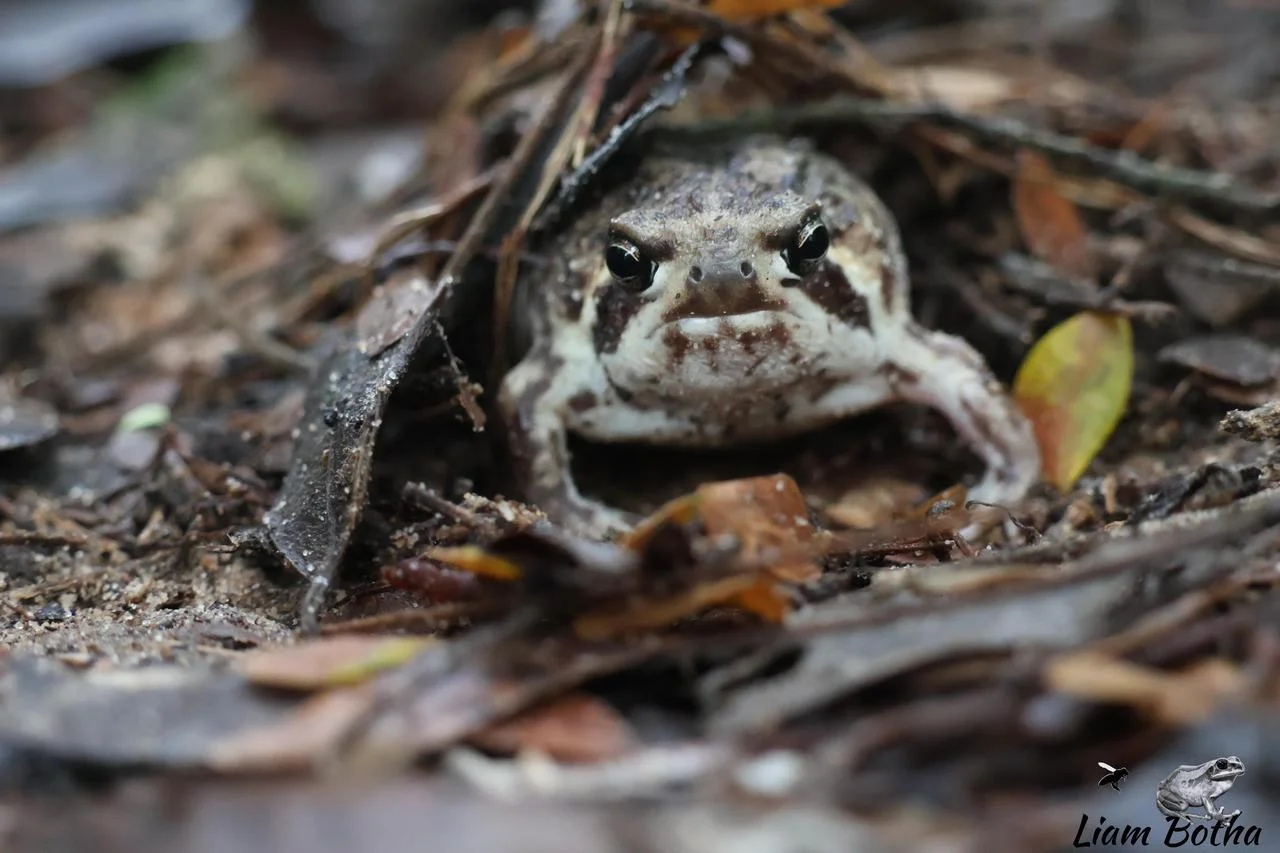 Breviceps adspersus. From near Emangusi, Kwa-Zulu Natal. Liam Botha.
