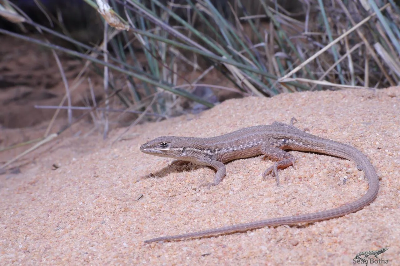 Ichnotropis capensis. From near Vaalwater, Limpopo. Sean Botha.