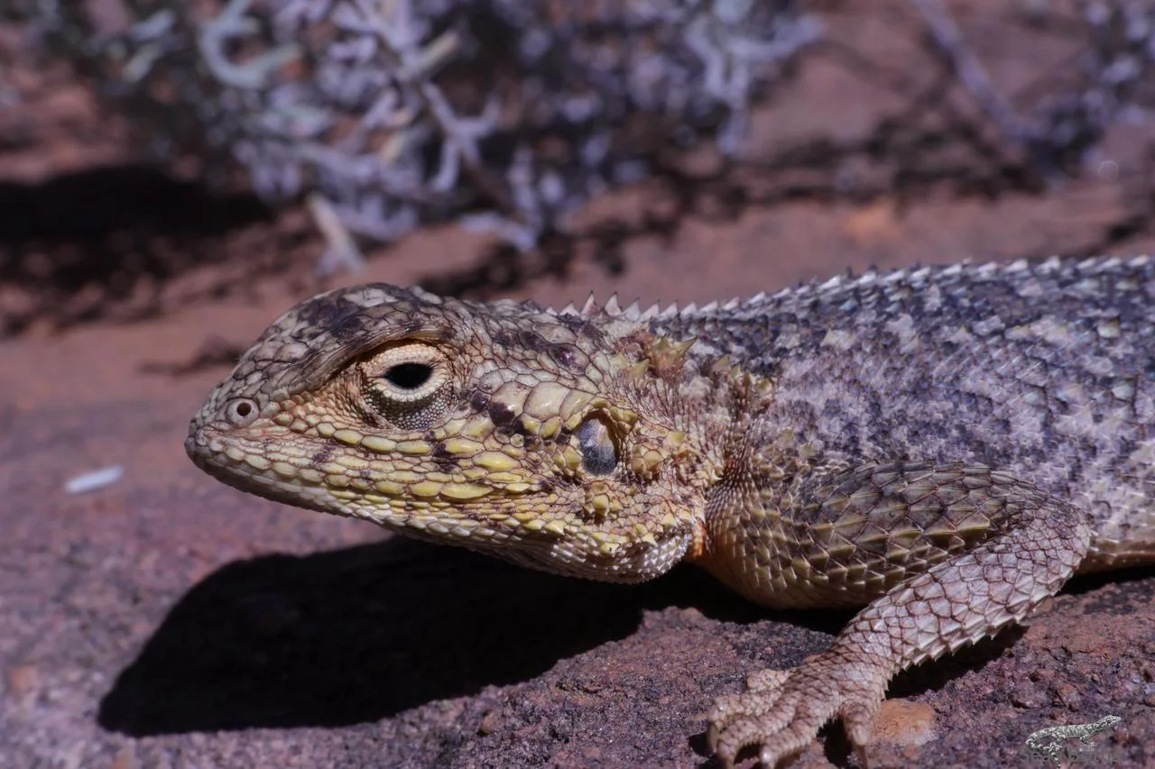 Agama aculeata distanti. From near Vaalwater, Limpopo. Sean Botha.