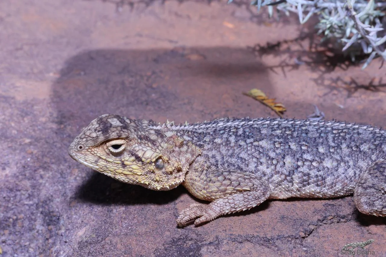 Agama aculeata distanti. From near Vaalwater, Limpopo. Sean Botha.