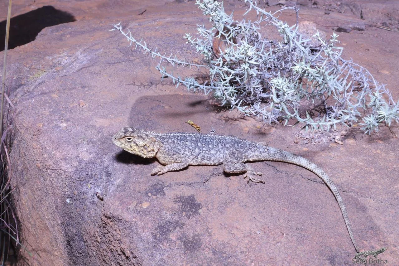 Agama aculeata distanti. From near Vaalwater, Limpopo. Sean Botha.