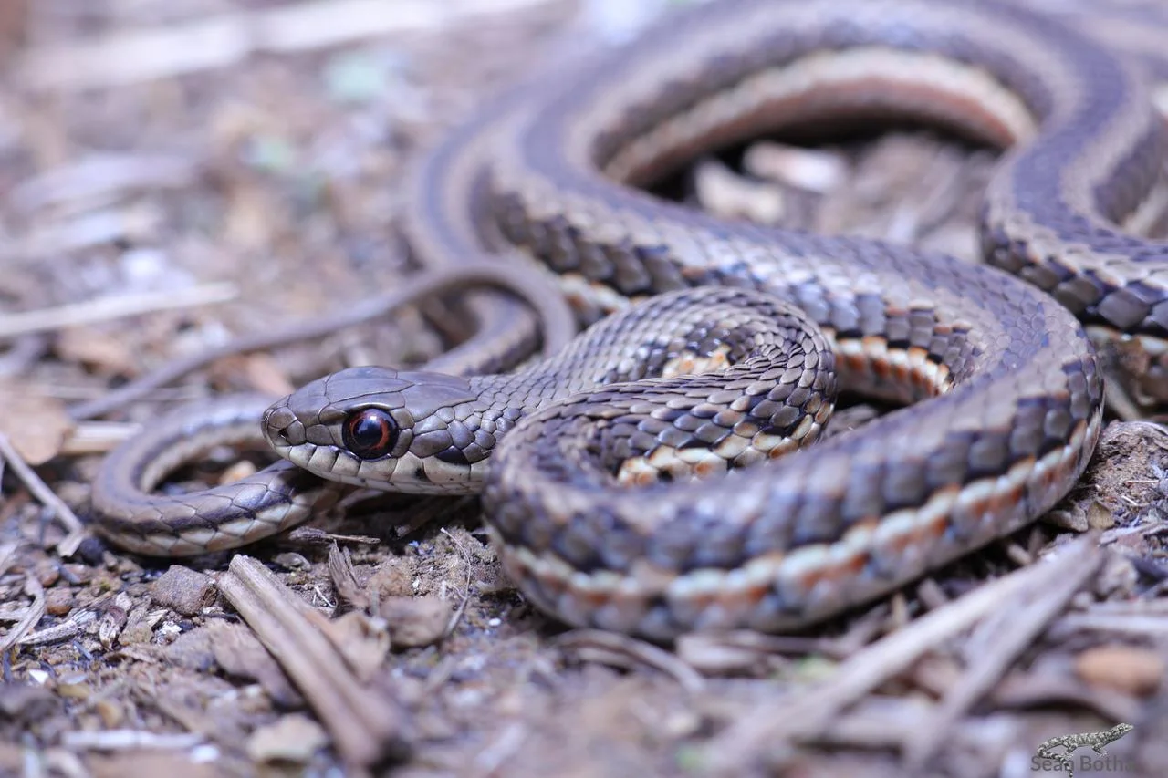 Psammophylax rhombeatus. From Elandsfontein, Gauteng. Sean Botha.