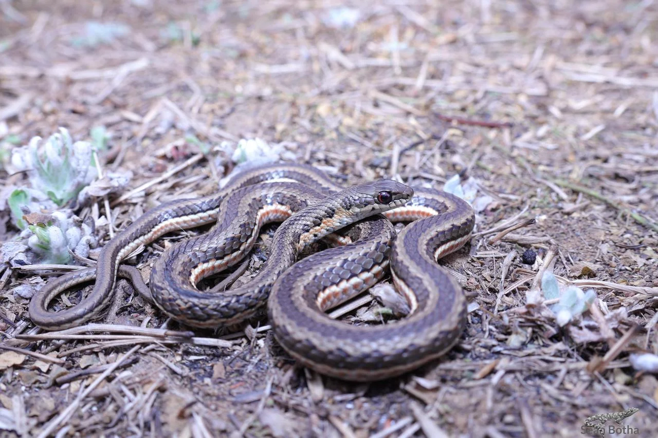 Psammophylax rhombeatus. From Elandsfontein, Gauteng. Sean Botha.