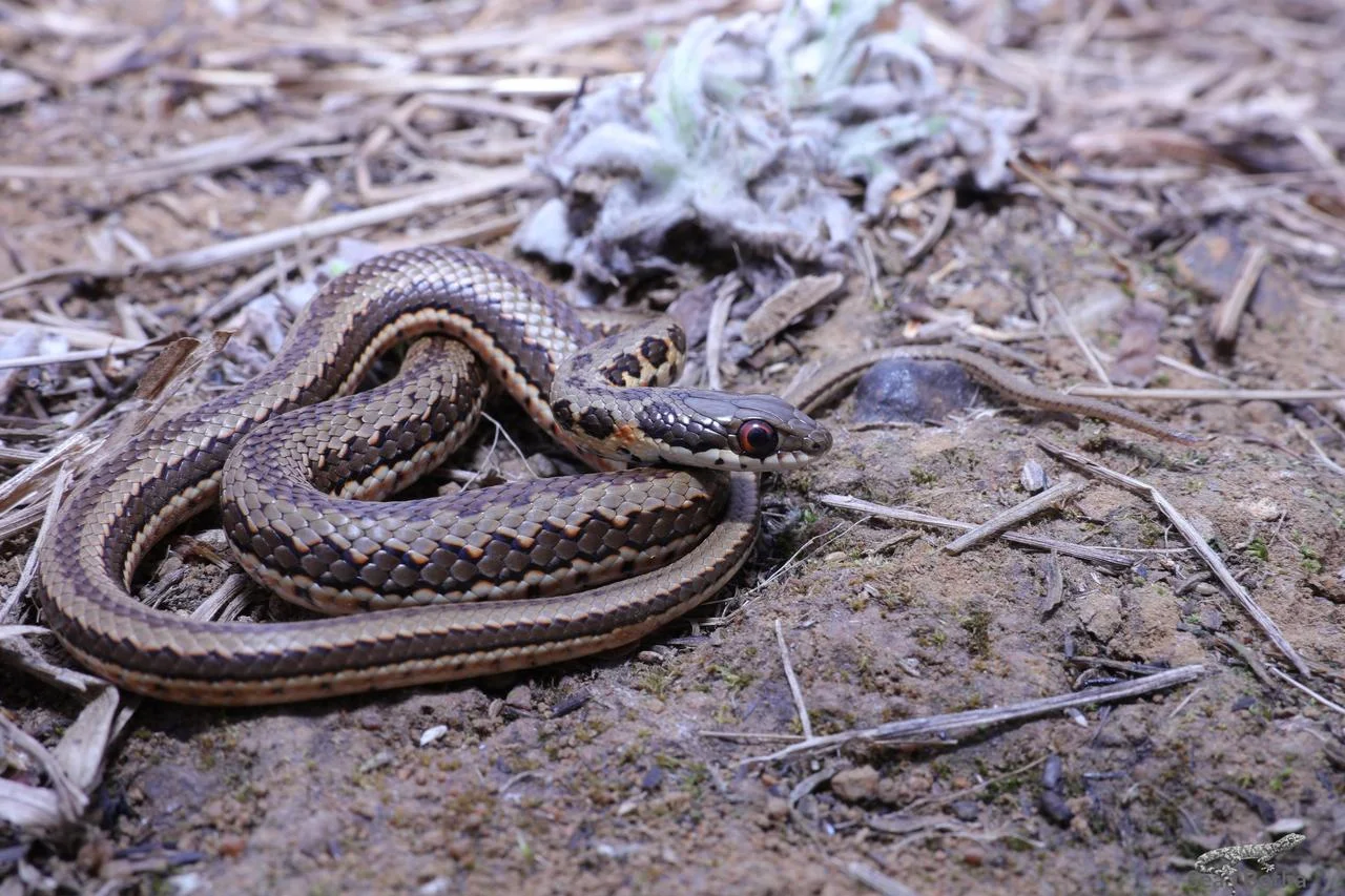 Psammophylax rhombeatus. From Elandsfontein, Gauteng. Sean Botha.