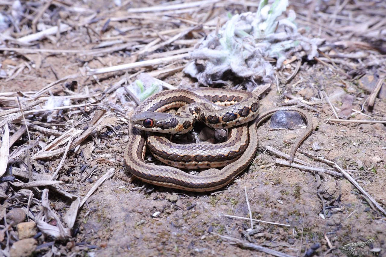 Psammophylax rhombeatus. From Elandsfontein, Gauteng. Sean Botha.