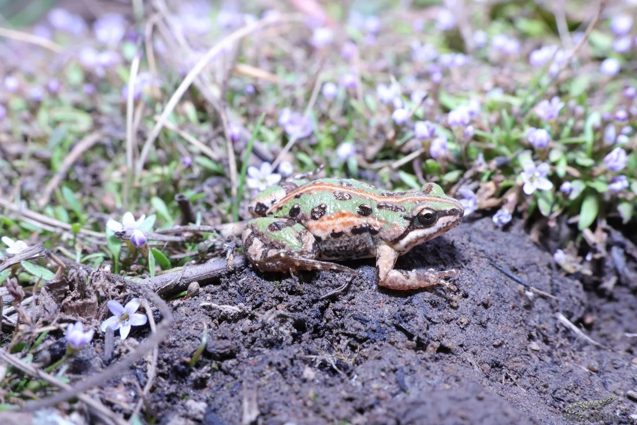Cacosternum boettgeri. From Elandsfontein, Gauteng. Sean Botha.