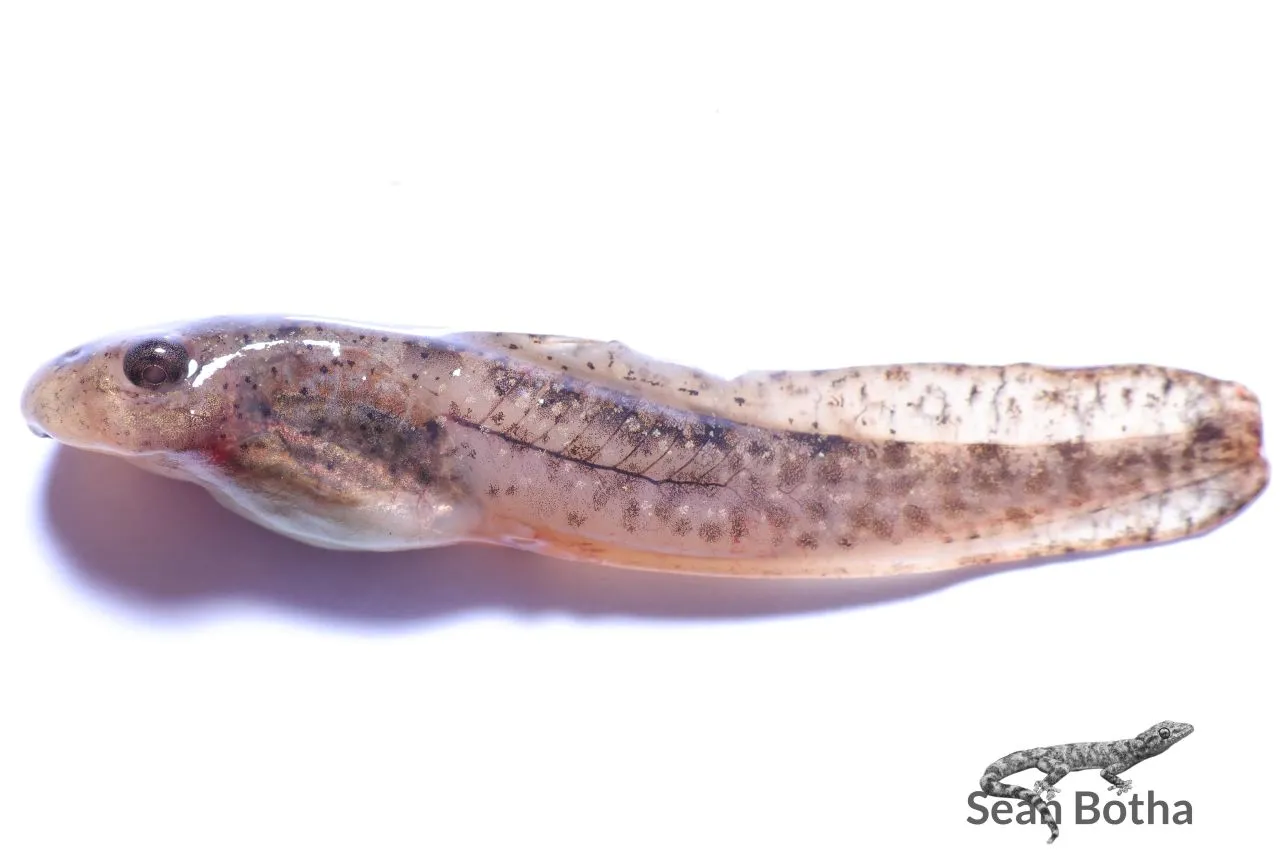 Amietia delalandii. From Pretoria, Gauteng. Sean Botha.